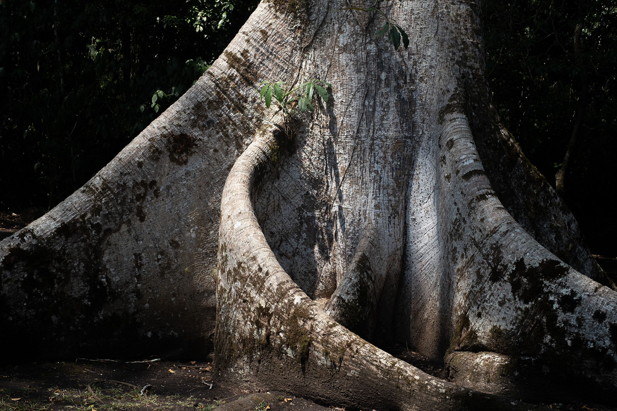 Ceiba_tree_01_for_site Ceiba_tree_01_for_site