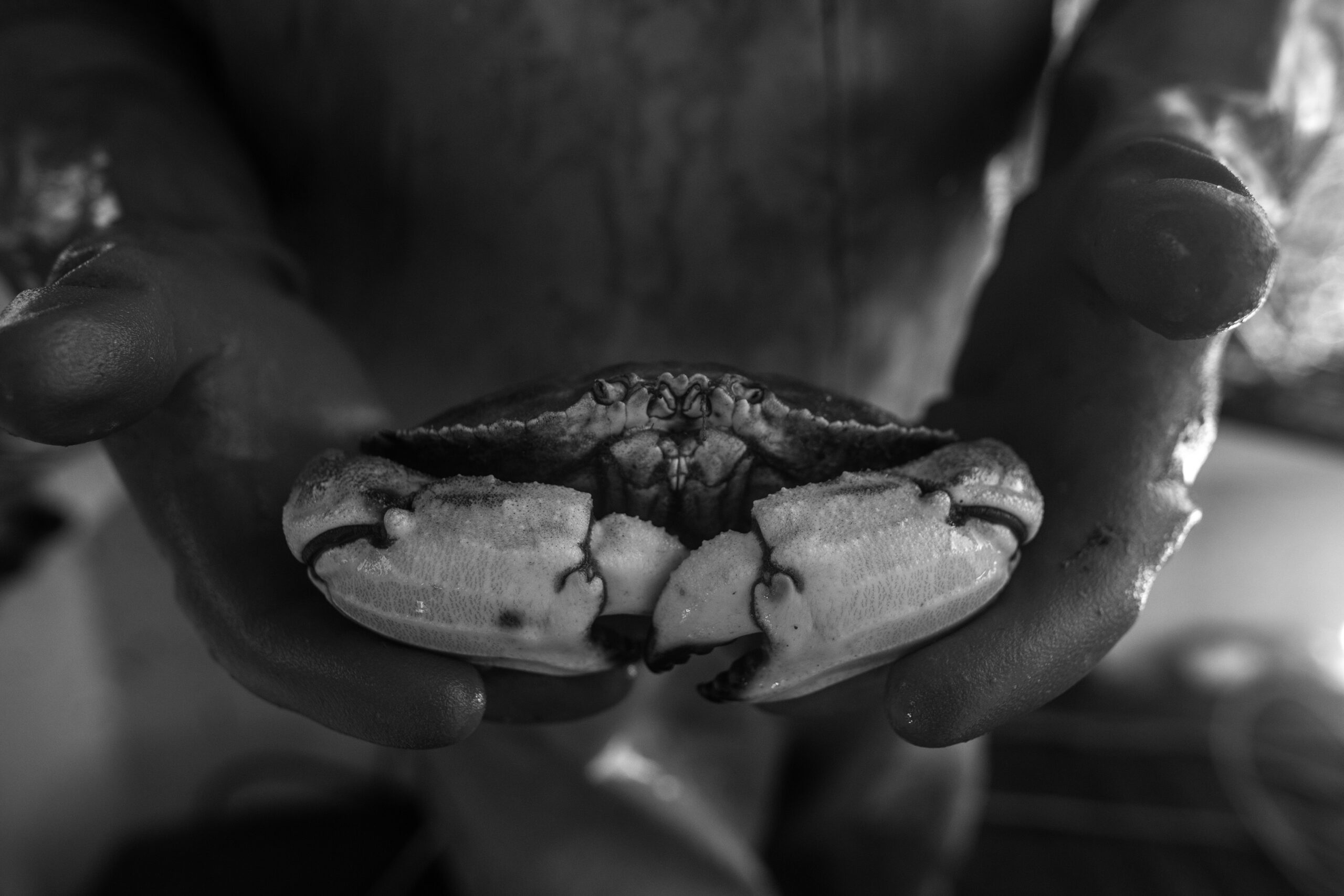 Jonah_Crab_Lundberg Jonah_Crab_Lundberg